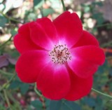 Martha Gonzales Rose