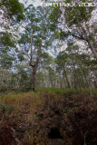 The Ghost Hole Track Gold Mine from 1890