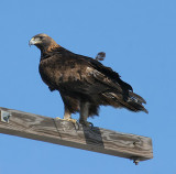 Golden Eagle