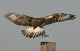 Ferruginous Hawk