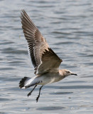 Laughing Gull