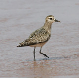 American Golden-Plover