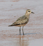 American Golden-Plover
