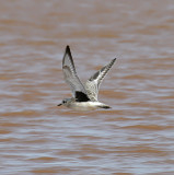 Black-bellied Plover