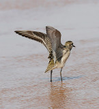 American Golden-Plover