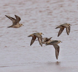 American Golden-Plovers