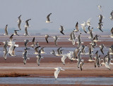 Franklins Gulls