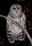 Barred Owl