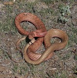 Western Coachwhip