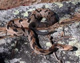 Timber Rattlesnake