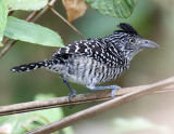 Barred Antshrike