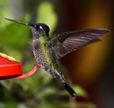 Talamanca Hummingbird