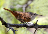 Canyon Wren