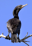 Neotropic Cormorant