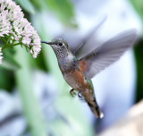 Broad-tailed Hummingbird