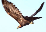 Golden Eagle