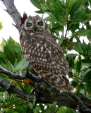 Short-eared Owl