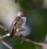 Annas Hummingbird