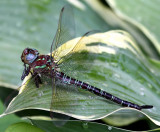 Swamp Darner