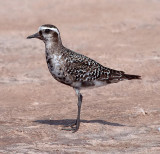 American Golden-Plover