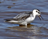 Red Phalarope