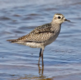 American Golden-Plover