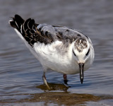 Red Phalarope