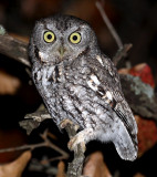 Eastern Screech-Owl