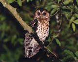 Mottled Owl