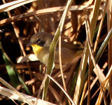 Common Yellowthroat