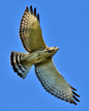 Broad-winged Hawk