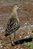 Pectoral Sandpiper