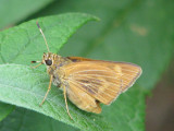 Byssus Skipper