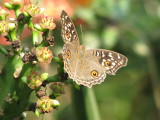 Lemon Pansy