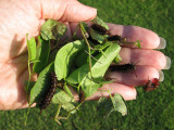 Pipevine Swallowtail Caterpillars