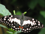 Papilio demoleus malayanus