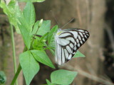 Striped Albatross - Appias libythea