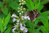 Southern Cloudywing