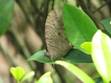 Common Evening Brown