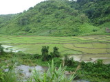 Rice Fields