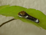 Spicebush Caterpillar, early instar