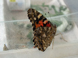 Newly eclosed Painted Lady