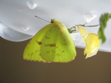  Cloudless Sulphur 