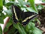 Eastern Black Swallowtail 