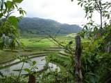 Peaks and rice fields