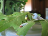 Horace Duskywing Caterpillar