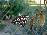 Gulf Fritillary, ventral view