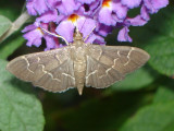 Pilocrosis ramentalis