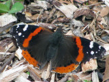 Red Admiral