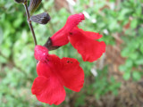 Backyard Salvia